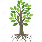 tree with roots